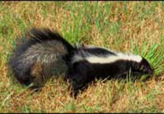 Skunk TPWD